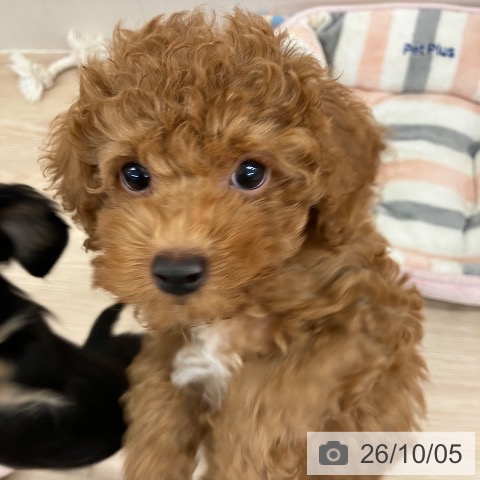 埼玉県のトイプードル(トイ) (ペットプラス 八潮店/2026年7月25日生まれ/男の子/レッド)の子犬の3枚目の画像