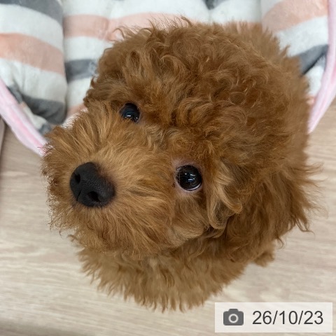 埼玉県のトイプードル(トイ) (ペットプラス 八潮店/2026年7月25日生まれ/男の子/レッド)の子犬の3枚目の画像