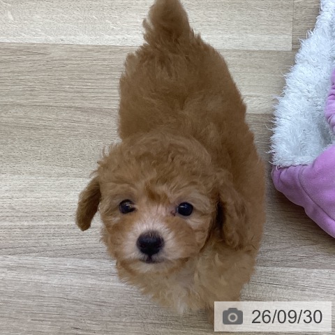 山梨県のトイプードル(トイ) (ペットプラス 甲府昭和店/2026年7月25日生まれ/女の子/アプリコット)の子犬の3枚目の画像