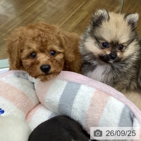 福島県のトイプードル(トイ) (ペットプラス 福島店/2026年7月23日生まれ/男の子/レッド)の子犬の4枚目の画像