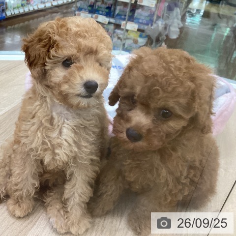 福島県のトイプードル(トイ) (ペットプラス 福島店/2026年7月23日生まれ/男の子/レッド)の子犬の3枚目の画像