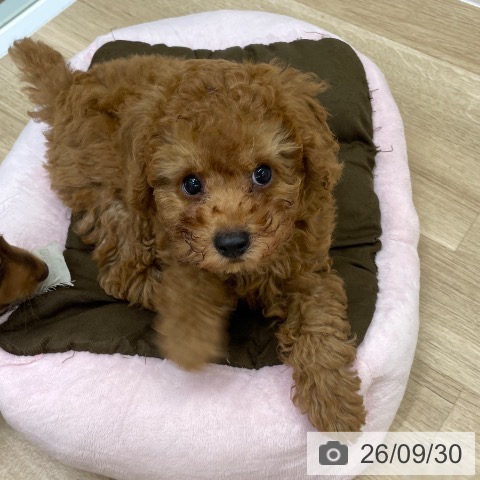 福島県のトイプードル(トイ) (ペットプラス 福島店/2026年7月23日生まれ/男の子/レッド)の子犬の3枚目の画像