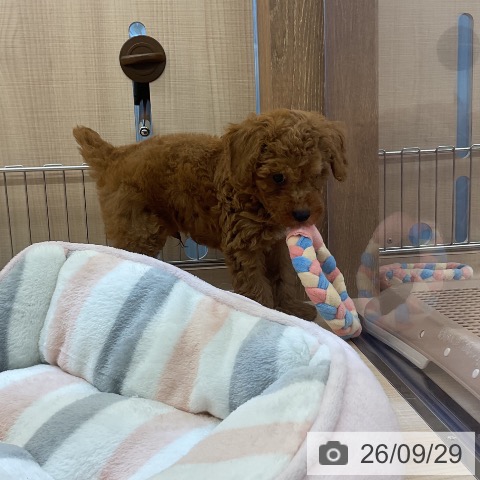 埼玉県のトイプードル(トイ) (ペッツワン 浦和美園店/2026年7月23日生まれ/男の子/レッド)の子犬の4枚目の画像