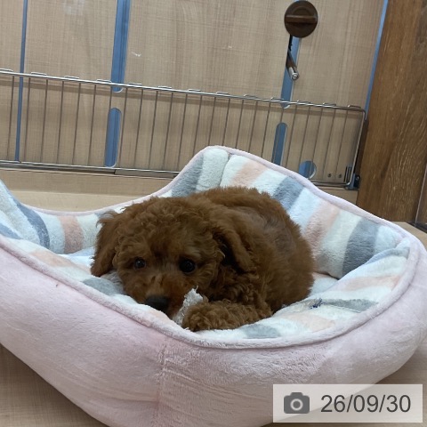 埼玉県のトイプードル(トイ) (ペッツワン 浦和美園店/2026年7月23日生まれ/男の子/レッド)の子犬の3枚目の画像