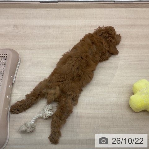 埼玉県のトイプードル(トイ) (ペッツワン 浦和美園店/2026年7月23日生まれ/男の子/レッド)の子犬の3枚目の画像