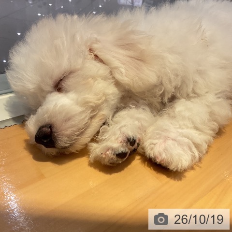 山形県のビションフリーゼ (ペットプラス 天童店/2026年7月24日生まれ/男の子/ホワイト)の子犬の3枚目の画像
