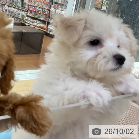 神奈川県のビションフリーゼ (ペットプラス 湘南平塚店/2026年7月24日生まれ/女の子/ホワイト)の子犬の3枚目の画像