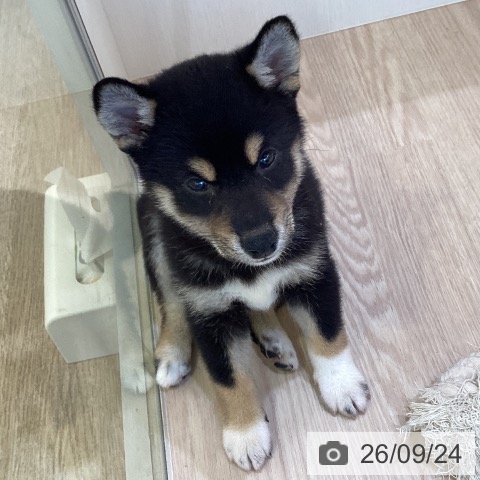 柴の写真