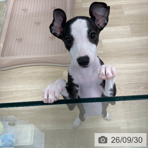 千葉県のイタリアングレーハウンド (ペットプラス コトエ流山おおたかの森店/2026年7月16日生まれ/女の子/シールホワイト)の子犬の3枚目の画像