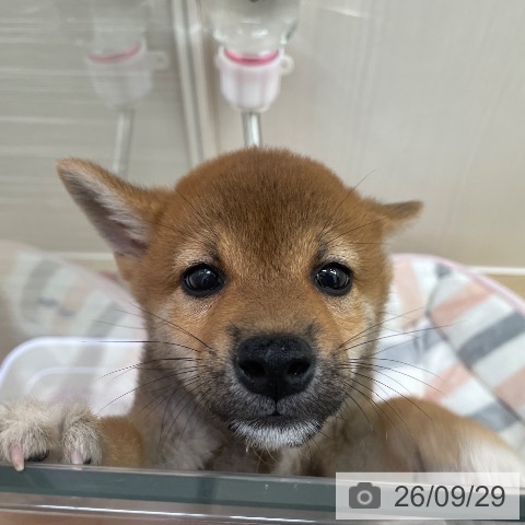東京都の柴犬(標準サイズ) (ペットプラス 東久留米店/2026年7月24日生まれ/男の子/赤)の子犬の3枚目の画像