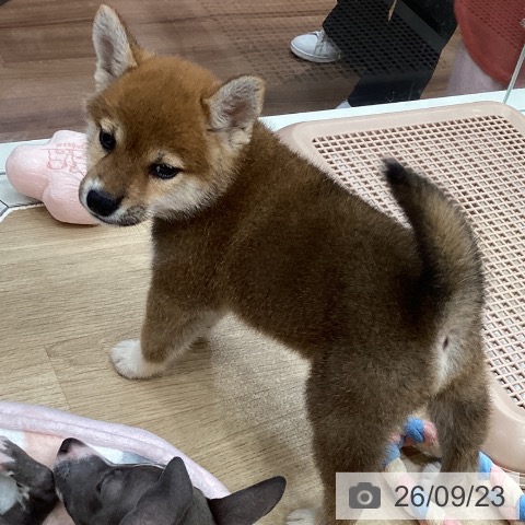 柴の写真