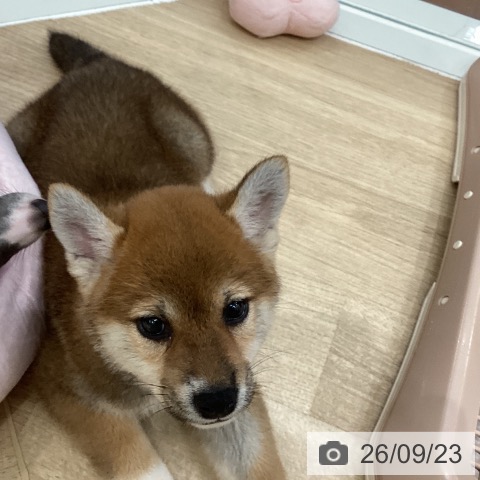 柴の写真