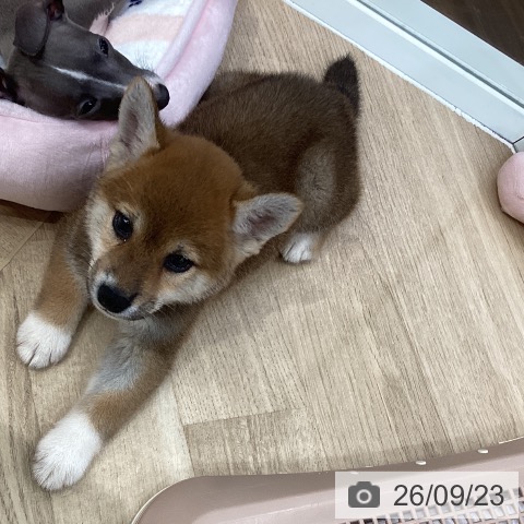 柴の写真