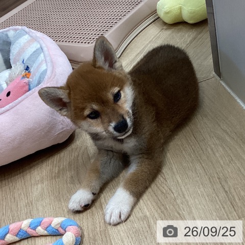 埼玉県の柴犬(標準サイズ) (ペットプラス イオンモール春日部店/2026年7月24日生まれ/女の子/赤)の子犬の3枚目の画像