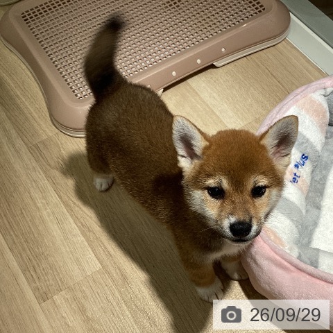 埼玉県の柴犬(標準サイズ) (ペットプラス イオンモール春日部店/2026年7月24日生まれ/女の子/赤)の子犬の3枚目の画像
