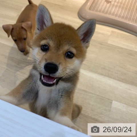 柴の写真