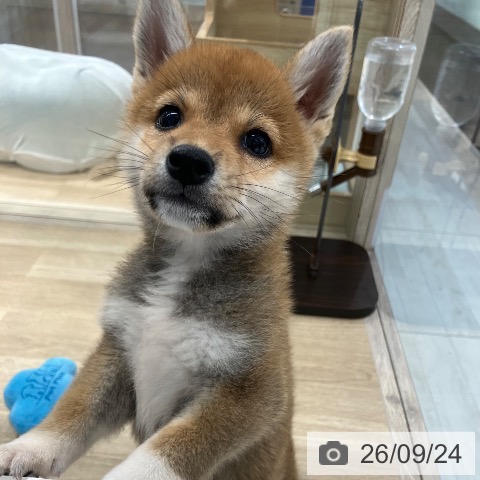柴の写真