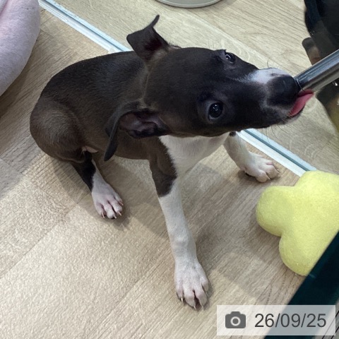 神奈川県のイタリアングレーハウンド (ペットプラス 座間店/2026年7月24日生まれ/男の子/シールホワイト)の子犬の4枚目の画像