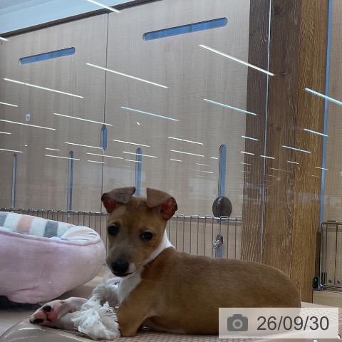 埼玉県のイタリアングレーハウンド (ペッツワン 浦和美園店/2026年7月24日生まれ/女の子/レッドホワイト)の子犬の3枚目の画像