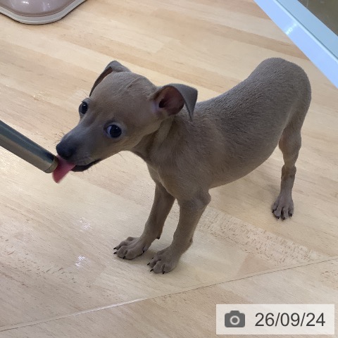 埼玉県のイタリアングレーハウンド (ペットプラス 羽生店/2026年7月18日生まれ/女の子/フォーン)の子犬の4枚目の画像