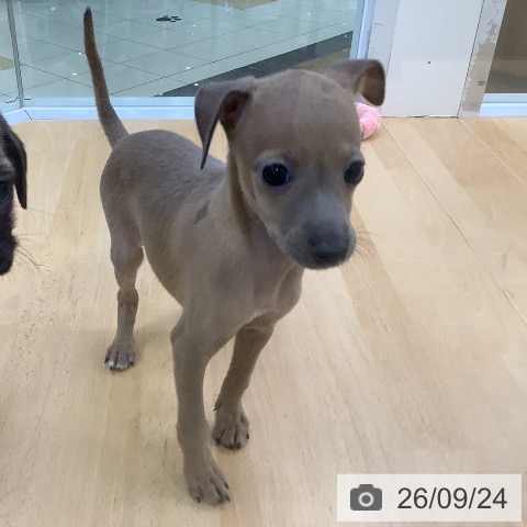 埼玉県のイタリアングレーハウンド (ペットプラス 羽生店/2026年7月18日生まれ/女の子/フォーン)の子犬の3枚目の画像