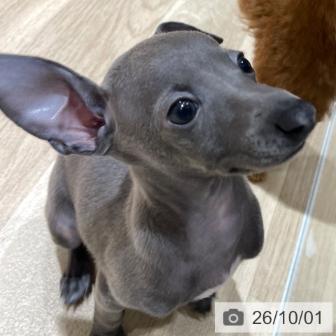 埼玉県のイタリアングレーハウンド (ペットプラス ららぽーと富士見店/2026年7月18日生まれ/女の子/ブルー)の子犬の4枚目の画像