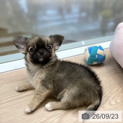 チワワの写真