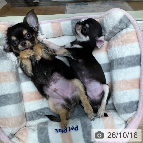 東京都のチワワ(ロング) (ペットプラス 日の出店/2026年7月24日生まれ/男の子/ブラックタン)の子犬の4枚目の画像