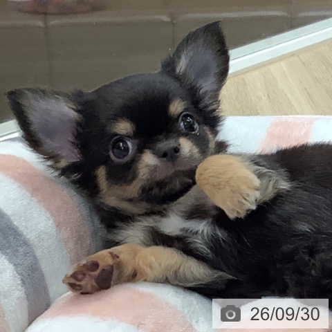 東京都のチワワ(ロング) (ペットプラス 日の出店/2026年7月24日生まれ/男の子/ブラックタン)の子犬の3枚目の画像