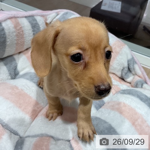 千葉県のカニンヘンダックスフンド(ロング) (ペットプラス 木更津店/2026年7月25日生まれ/男の子/イエロー)の子犬の3枚目の画像