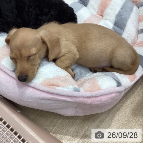 群馬県のカニンヘンダックスフンド(ロング) (ペットプラス イオンモール太田店/2026年7月25日生まれ/男の子/イエロー)の子犬の3枚目の画像