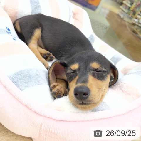 福島県のカニンヘンダックスフンド(ロング) (ペットプラス 福島店/2026年7月25日生まれ/女の子/ブラックタン)の子犬の3枚目の画像