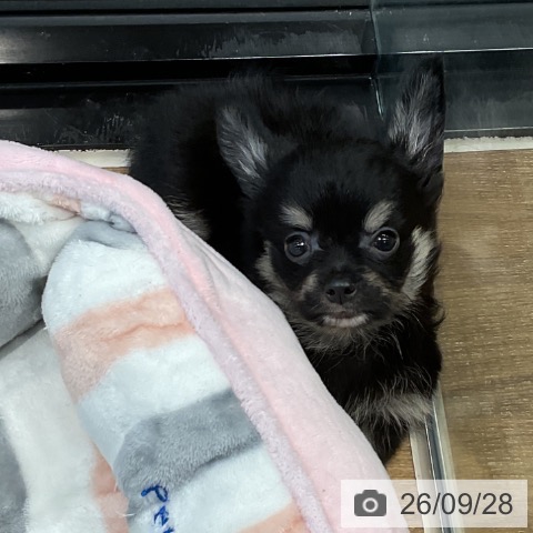 チワワの写真
