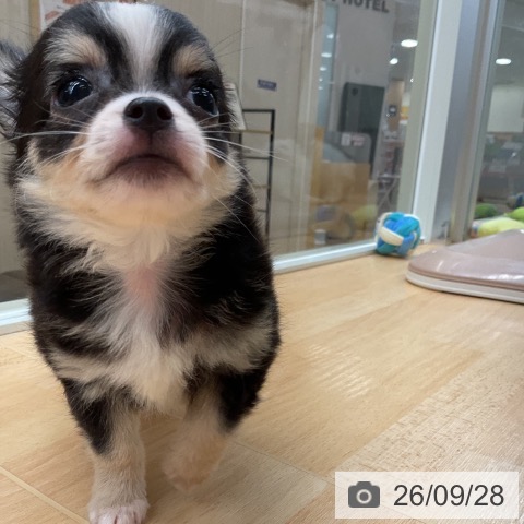 埼玉県のチワワ(ロング) (ペットプラス 浦和美園店/2026年7月25日生まれ/男の子/ブラックタンホワイト)の子犬の4枚目の画像