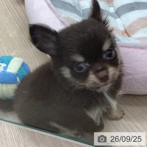 埼玉県のチワワ(ロング) (ペットプラス 川口店/2026年7月25日生まれ/男の子/チョコレートタンホワイト)の子犬の4枚目の画像