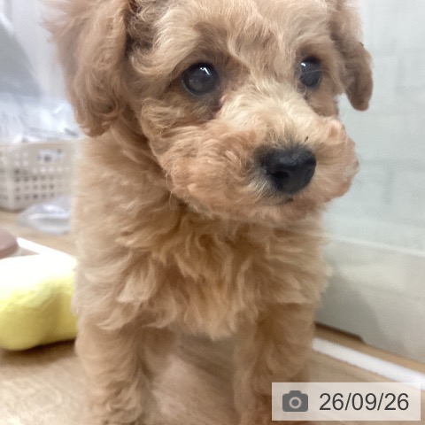 神奈川県のトイプードル(トイ) (ペットプラス 座間店/2026年7月24日生まれ/男の子/アプリコット)の子犬の4枚目の画像