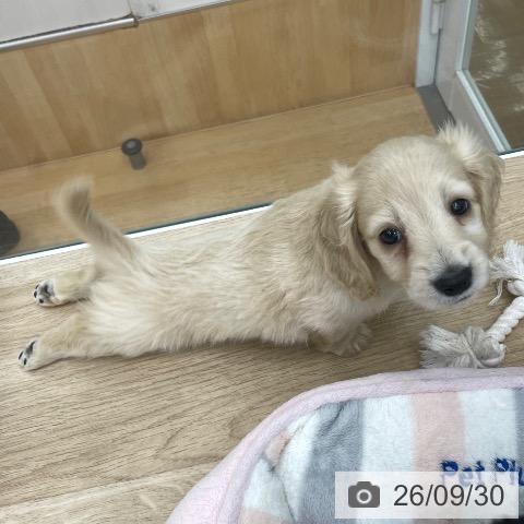 福島県のミニチュアダックスフンド(ロング) (ペットプラス 福島店/2026年7月26日生まれ/男の子/イエロー)の子犬の3枚目の画像