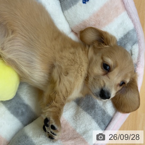 埼玉県のミニチュアダックスフンド(ロング) (ペットプラス 浦和美園店/2026年7月26日生まれ/女の子/イエロー)の子犬の3枚目の画像