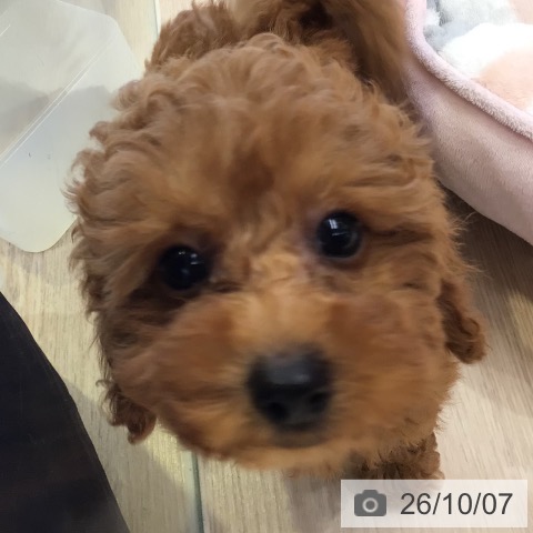 千葉県のトイプードル(トイ) (ペットプラス 幕張新都心店/2026年7月16日生まれ/女の子/レッド)の子犬の3枚目の画像