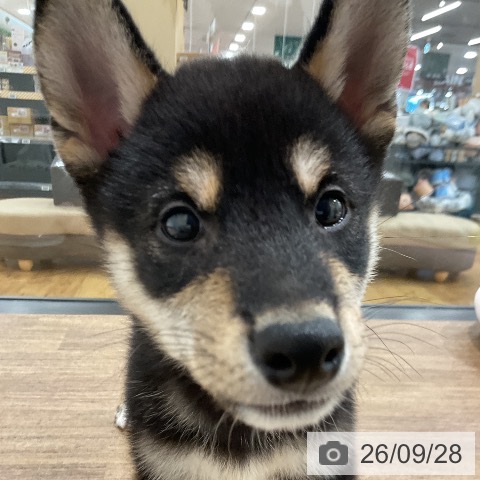 柴の写真