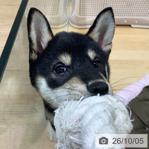 埼玉県の柴犬(標準サイズ) (ペットプラス 羽生店/2026年7月27日生まれ/男の子/黒)の子犬の4枚目の画像