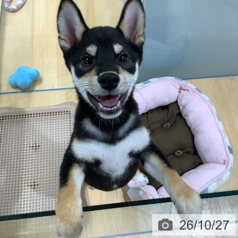 埼玉県の柴犬(標準サイズ) (ペットプラス 羽生店/2026年7月27日生まれ/男の子/黒)の子犬の4枚目の画像