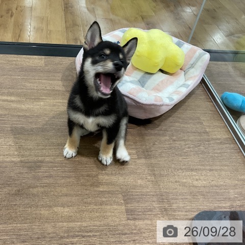 柴の写真