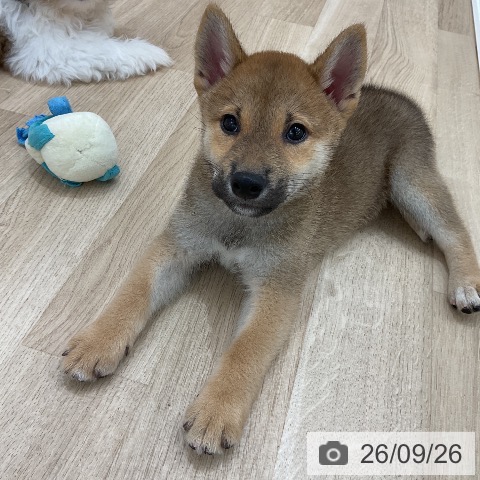 柴の写真