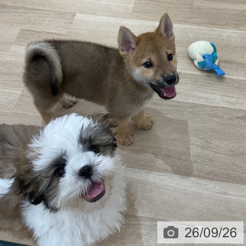 柴の写真