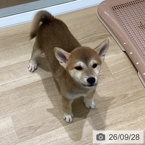 岩手県の柴犬(標準サイズ) (ペットプラス 盛岡南店/2026年7月27日生まれ/女の子/赤)の子犬の4枚目の画像