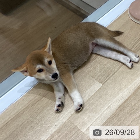 岩手県の柴犬(標準サイズ) (ペットプラス 盛岡南店/2026年7月27日生まれ/女の子/赤)の子犬の3枚目の画像