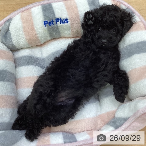 埼玉県のトイプードル(トイ) (ペットプラス 羽生店/2026年7月22日生まれ/女の子/ブラック)の子犬の4枚目の画像