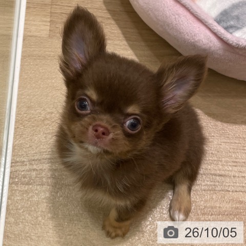 東京都のチワワ(ロング) (ペットプラス MARK IS 葛飾かなまち店/2026年7月27日生まれ/男の子/チョコレートタンホワイト)の子犬の4枚目の画像