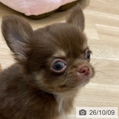 東京都のチワワ(ロング) (ペットプラス MARK IS 葛飾かなまち店/2026年7月27日生まれ/男の子/チョコレートタンホワイト)の子犬の3枚目の画像